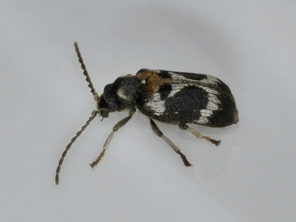 Ptinomorphus regalis (Anobiidae)